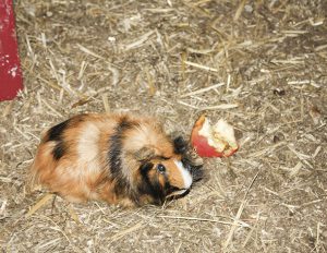 Cavia