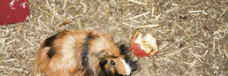 Cavia