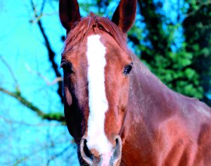 Paard Rosa