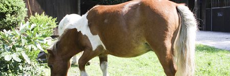Paard bruin