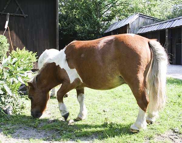 Paard bruin