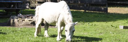 Paard wit