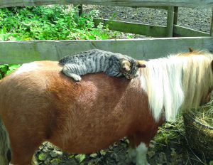 Paard_Poes
